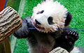 В Китае журналистам устроили «пресс-конференцию» с пандами