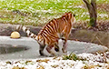 Видеофакт: Амурский тигр «протестировал» очень тонкий лед