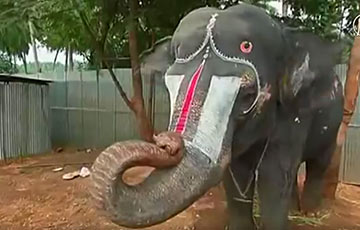 Видеофакт: Слон играет на губной гармошке