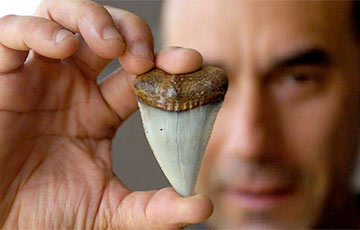 В Беларуси нашли и исследовали зубы неизвестного вида акулы