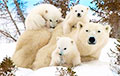 Ученые: Белые медведи выживут благодаря своей косолапости