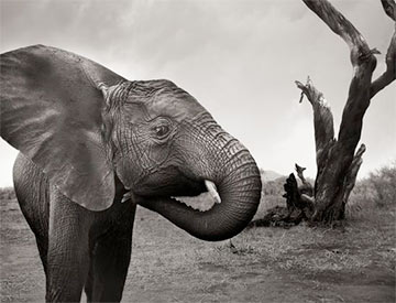 IKEA і Hasselblad выпусцілі серыю здымкаў вядомых фатографаў