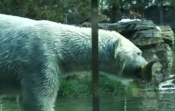У ЗША зладзілі свята для палярных мядзведзяў