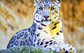 Генетики раскрыли секрет снежных барсов