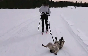 Видеохит: Ленивый пес катается с хозяином-лыжником на спине