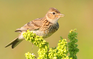 Весна на пороге: какие птицы уже вернулись в Беларусь?