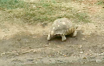 Видеохит: Черепаха использовала «тактику камня», встретившись со стадом слонов