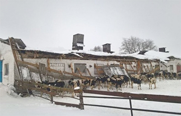 У Магілёўскай вобласці праз снег абрынуўся дах на ферме з каровамі