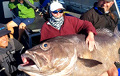 В Австралии пенсионерка поймала рыбу-гиганта