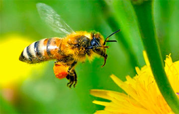 Варшаву начали засаживать цветами, чтобы вернуть в город пчел, шмелей и бабочек