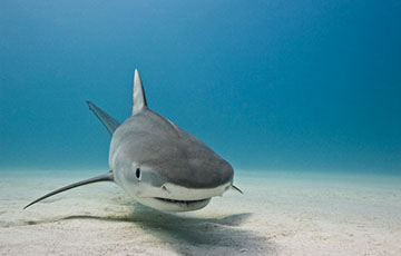 В Турции в заливе Мармариса туристы увидели «акулу» и отбивались от нее шваброй