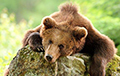 В Витебской области резко выросло число медведей в лесах