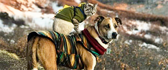 Лишнего не спросит: как кот и пес подружились и прославились