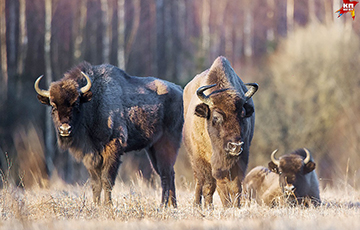 Bison From Bielawieża Forest To Be Moved To Zoo In China