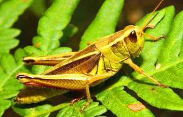 Пад Менскам гадуюць цвыркуноў, каб прадаваць іх за мільёны даляраў