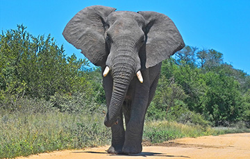 Видеофакт: В ЮАР слон устроил сеанс йоги посреди автотрассы