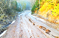 В Дрибинском районе размытая дорога отрезала деревню от «большой земли»