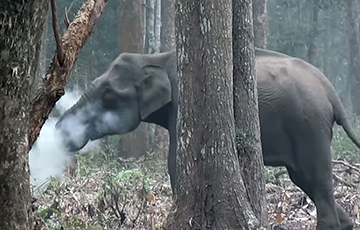 Видеофакт: «Огнедышащий» слон удивил работников заповедника