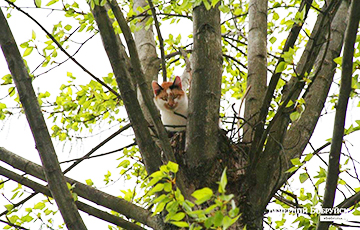 Власти в Бобруйске пятые сутки решают, кто должен спасать застрявшего на дереве кота