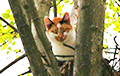 Власти в Бобруйске пятые сутки решают, кто должен спасать застрявшего на дереве кота