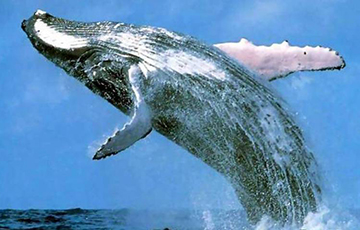 Ученые рассказали о репертуаре горбатых китов