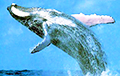Встреча каякера и трех китов стала хитом в Сети