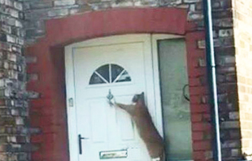 Видеохит: Британец научил кошку стучать в дверь