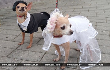 Фотофакт: Собаки в свадебных костюмах прошлись по Гродно