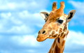 Жирафы в очередной раз удивили биологов