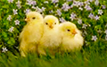 Житель Шклова похитил с птицефабрики почти 20 тысяч цыплят
