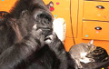 В США умерла единственная в мире говорящая горилла