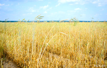 В Беларуси - неурожай зерна