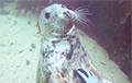 Видеохит: тюлень, который ведет себя, как дружелюбный пес