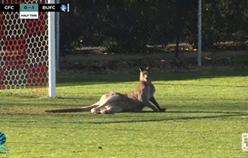 Выскочивший на футбольное поле во время матча кенгуру стал звездой Сети