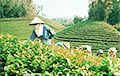 They Want To Send Vietnamese To Belarus