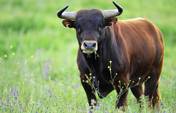 У Ляхавіцкім раёне быкі напалі на працаўнікоў фермы