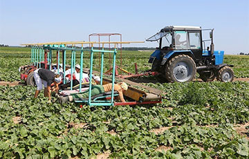 Фотофакт: Как в Гродненском районе собирают урожай огурцов