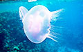 «Гэта сенсацыя»: навукоўцы патлумачылі, адкуль на вяслярным канале ў Берасці ўзяліся медузы