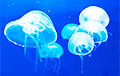 «Популяция большая»: В Бресте медуз нашли еще и в Мухавце
