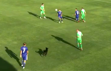 В Слуцке во время футбольного матча на поле неожиданно выбежала собака