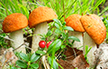 Как затяжные дожди в Беларуси повлияли на урожай грибов