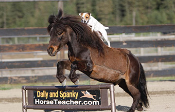 В США пес с ранчо научился кататься на пони без седла