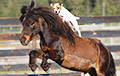 В США пес с ранчо научился кататься на пони без седла