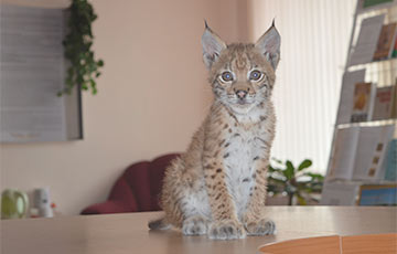 ‘Just For Fun’: Riot Police Unit Near Minsk Purchases Baby Lynx