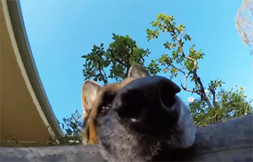 Видеохит: Пес снял побег от хозяина на камеру
