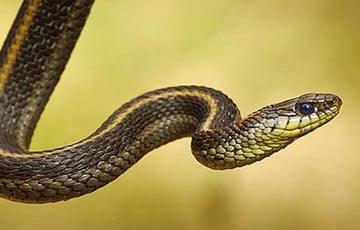 Блогер научил змею ходить на четырех ногах