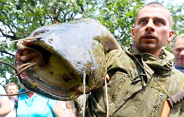 Под Быховом рыбак поймал сома, который весит почти 50 килограмм