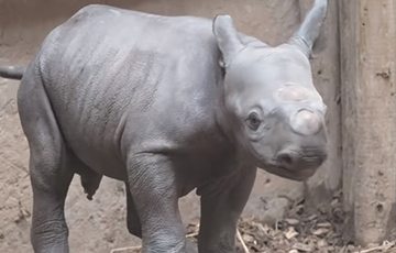 Видеофакт: В Великобритании родился редчайший черный носорог