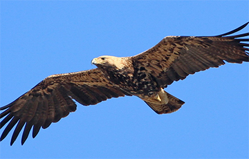 Орел белорусских болот: орнитологи назвали птицу 2019 года