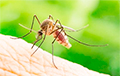Американский ученый: Комары способны защитить человечество от коронавируса